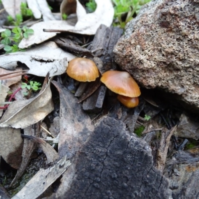 Unidentified Cap on a stem; gills below cap [mushrooms or mushroom-like] at Isaacs Ridge and Nearby - 6 Jul 2020 by Mike