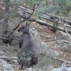 Osphranter robustus (Wallaroo) at Isaacs, ACT - 6 Jul 2020 by Mike