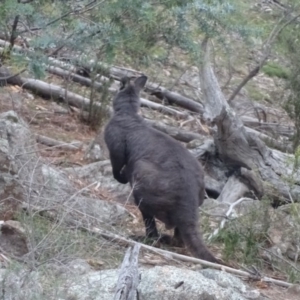 Osphranter robustus robustus at Isaacs, ACT - 6 Jul 2020 04:01 PM