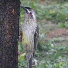 Anthochaera carunculata (Red Wattlebird) at Isaacs Ridge and Nearby - 6 Jul 2020 by Mike