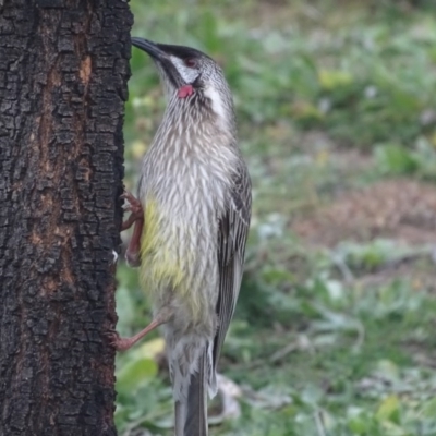 Anthochaera carunculata (Red Wattlebird) at Isaacs Ridge - 6 Jul 2020 by Mike