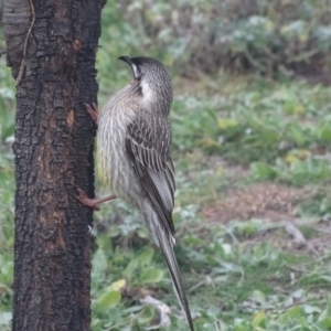 Anthochaera carunculata at Isaacs Ridge and Nearby - 6 Jul 2020