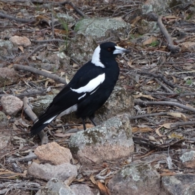 Gymnorhina tibicen (Australian Magpie) at Isaacs, ACT - 6 Jul 2020 by Mike