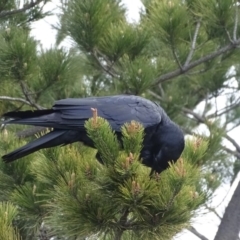 Corvus coronoides (Australian Raven) at Isaacs, ACT - 6 Jul 2020 by Mike
