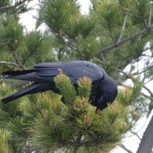 Corvus coronoides at Isaacs, ACT - 6 Jul 2020