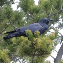 Corvus coronoides at Isaacs, ACT - 6 Jul 2020