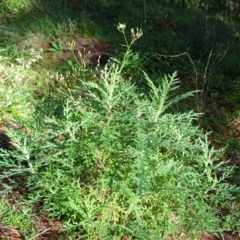 Senecio bathurstianus (Rough Fireweed) at Isaacs, ACT - 6 Jul 2020 by Mike