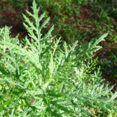 Senecio bathurstianus at Isaacs, ACT - 6 Jul 2020