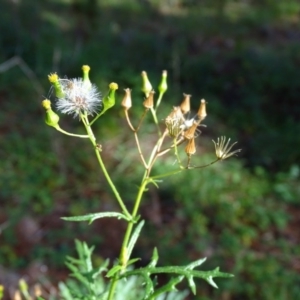 Senecio bathurstianus at Isaacs, ACT - 6 Jul 2020