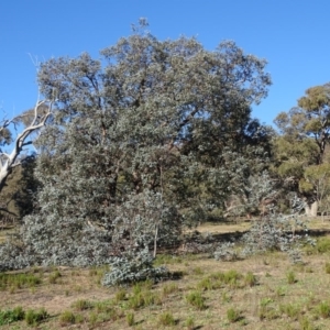 Eucalyptus cinerea at Symonston, ACT - 5 Jul 2020