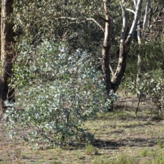 Eucalyptus cinerea at Mount Mugga Mugga - 5 Jul 2020 03:09 PM