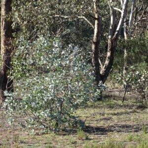 Eucalyptus cinerea at Symonston, ACT - 5 Jul 2020