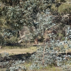 Eucalyptus cinerea at Mount Mugga Mugga - 5 Jul 2020