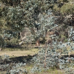 Eucalyptus cinerea at Symonston, ACT - 5 Jul 2020