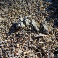 Papyrius nitidus at Garran, ACT - 5 Jul 2020