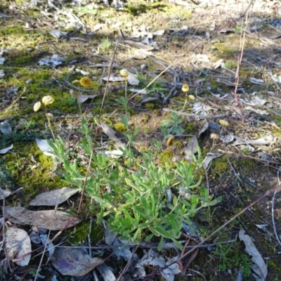 Chrysocephalum apiculatum (Common Everlasting) at Mount Mugga Mugga - 5 Jul 2020 by Mike