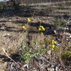 Chrysocephalum apiculatum at O'Malley, ACT - 5 Jul 2020