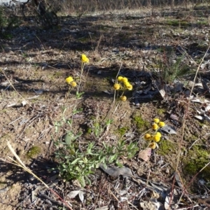 Chrysocephalum apiculatum at O'Malley, ACT - 5 Jul 2020