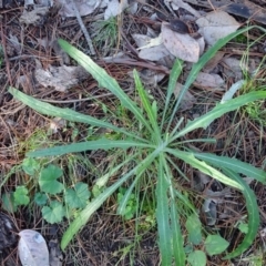 Senecio (genus) (A Fireweed) at Isaacs, ACT - 4 Jul 2020 by Mike