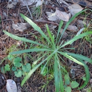 Senecio sp. at Isaacs, ACT - 4 Jul 2020