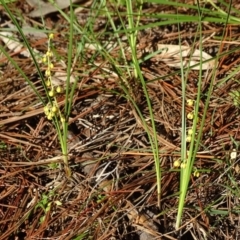 Lomandra filiformis subsp. filiformis (Wattle Matrush) at Isaacs Ridge and Nearby - 4 Jul 2020 by Mike