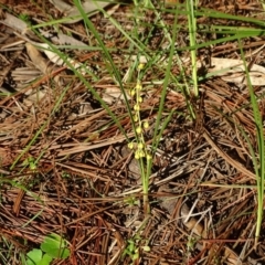 Lomandra filiformis subsp. filiformis at Isaacs Ridge and Nearby - 4 Jul 2020