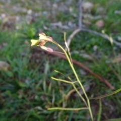 Diplotaxis muralis (Wall Rocket) at Symonston, ACT - 3 Jul 2020 by Mike