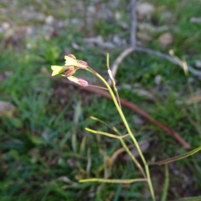 Diplotaxis muralis (Wall Rocket) at Symonston, ACT - 3 Jul 2020 by Mike