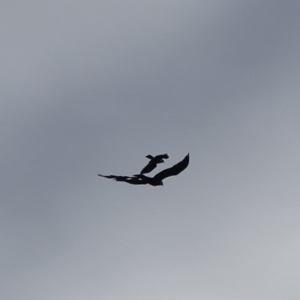 Aquila audax at Hume, ACT - 3 Jul 2020