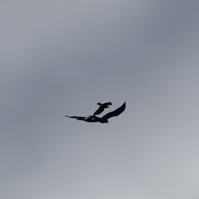 Aquila audax (Wedge-tailed Eagle) at Hume, ACT - 3 Jul 2020 by Mike