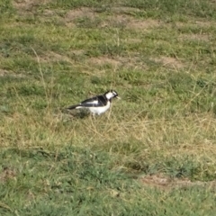 Grallina cyanoleuca (Magpie-lark) at Jerrabomberra Grassland - 3 Jul 2020 by Mike