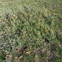 Chrysocephalum apiculatum (Common Everlasting) at Jerrabomberra Grassland - 3 Jul 2020 by Mike