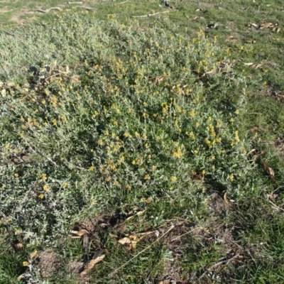 Chrysocephalum apiculatum (Common Everlasting) at Jerrabomberra Grassland - 3 Jul 2020 by Mike