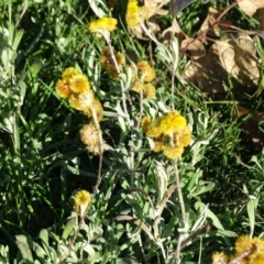 Chrysocephalum apiculatum at Symonston, ACT - 3 Jul 2020