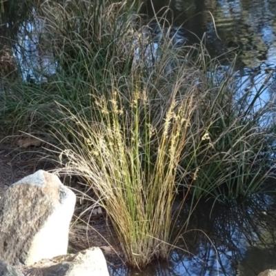 Juncus (genus) (A Rush) at Uriarra Village, ACT - 1 Jul 2020 by Mike