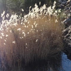 Phragmites australis (Common Reed) at Uriarra Village, ACT - 1 Jul 2020 by Mike