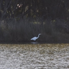 Ardea alba (Great Egret) at Lake Tabourie, NSW - 5 Jul 2020 by wendie