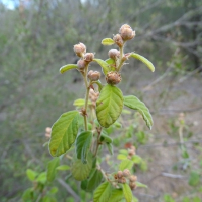 Pomaderris subcapitata at Cotter Reserve - 1 Jul 2020 by Mike