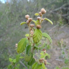 Pomaderris subcapitata at Cotter Reserve - 1 Jul 2020 by Mike