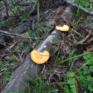 Trametes coccinea at Paddys River, ACT - 1 Jul 2020 02:00 PM