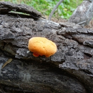 Trametes coccinea at Paddys River, ACT - 1 Jul 2020