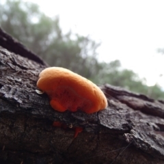 Trametes coccinea at Paddys River, ACT - 1 Jul 2020 02:00 PM