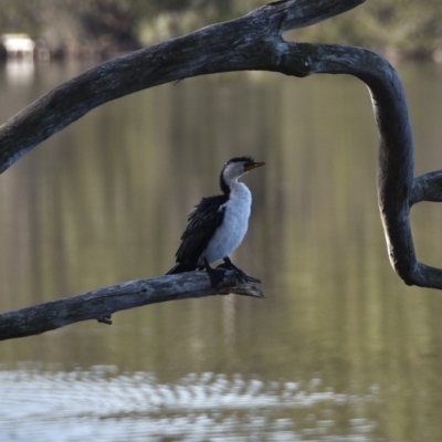Microcarbo melanoleucos (Little Pied Cormorant) at Lake Tabourie, NSW - 5 Jul 2020 by wendie