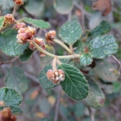 Pomaderris betulina subsp. betulina (Birch Pomaderris) at Cotter Reserve - 1 Jul 2020 by Mike