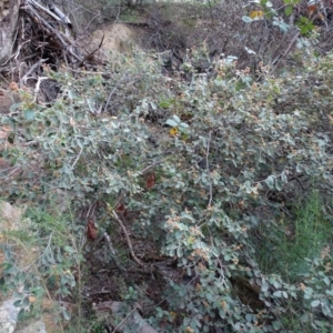 Pomaderris betulina subsp. betulina at Paddys River, ACT - 1 Jul 2020