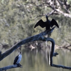 Phalacrocorax sulcirostris (Little Black Cormorant) at Lake Tabourie, NSW - 5 Jul 2020 by wendie