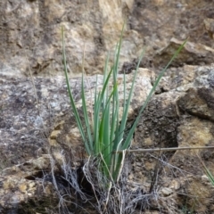 Bulbine glauca (Rock Lily) at Paddys River, ACT - 1 Jul 2020 by Mike