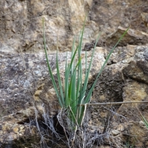 Bulbine glauca at Paddys River, ACT - 1 Jul 2020 01:55 PM