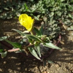 Oenothera stricta subsp. stricta (Common Evening Primrose) at Paddys River, ACT - 1 Jul 2020 by Mike