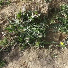 Oenothera stricta subsp. stricta at Paddys River, ACT - 1 Jul 2020